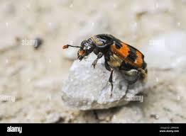 Attēlu rezultāti vaicājumam “Nicrophorus vespillo”