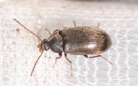 Attēlu rezultāti vaicājumam “Isomira murina”