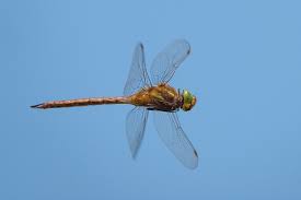 Attēlu rezultāti vaicājumam “Aeshna isoceles”