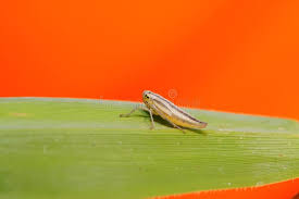 Attēlu rezultāti vaicājumam “Cicadella viridis”