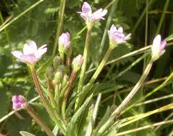 Attēlu rezultāti vaicājumam “Epilobium parviflorum”