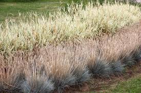 Attēlu rezultāti vaicājumam “Calamagrostis epigeios”