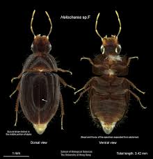 Attēlu rezultāti vaicājumam “Hydrophilidae”