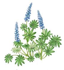 Attēlu rezultāti vaicājumam “Lupinus polyphyllus leaf”