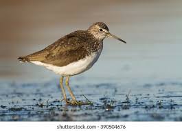 Attēlu rezultāti vaicājumam “Tringa ochropus”