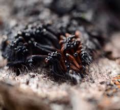 Attēlu rezultāti vaicājumam “Stemonitis marjana macro”