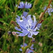 Image result for Cichorium intybus