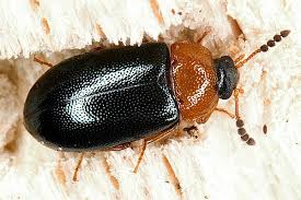 Attēlu rezultāti vaicājumam “Tetratoma fungorum”