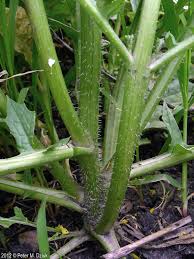 Attēlu rezultāti vaicājumam “Sinapis arvensis fruit”