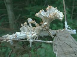 Attēlu rezultāti vaicājumam “Sebacina incrustans”