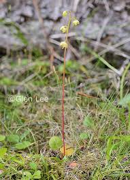 Attēlu rezultāti vaicājumam “Pyrola chlorantha”
