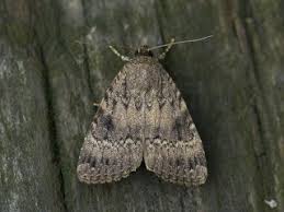 Attēlu rezultāti vaicājumam “Amphipyra perflua”