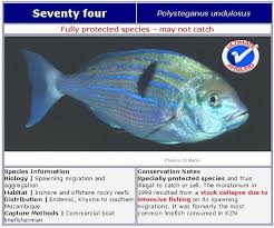 Image result for Polysteganus undulosus