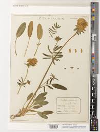 Attēlu rezultāti vaicājumam “Anthyllis maritima”