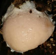 Attēlu rezultāti vaicājumam “Reticularia jurana spores”