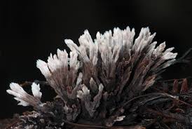 Attēlu rezultāti vaicājumam “Thelephora palmata”