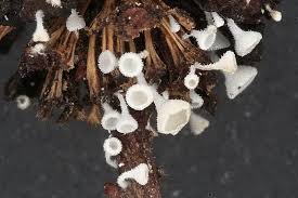 Attēlu rezultāti vaicājumam “Lachnum corticale”