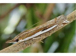 Attēlu rezultāti vaicājumam “Crambus hamella”