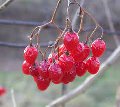 Attēlu rezultāti vaicājumam “Solanum dulcamara fruit”