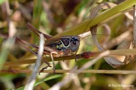 Attēlu rezultāti vaicājumam “Metrioptera roeselii”