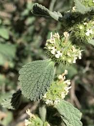 Image result for Marrubium vulgare