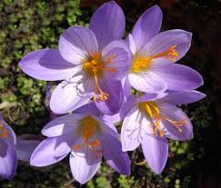 Attēlu rezultāti vaicājumam “Crocus speciosus”