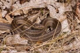 Attēlu rezultāti vaicājumam “Coronella austriaca adult”