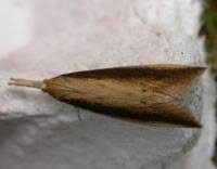 Attēlu rezultāti vaicājumam “Donacaula mucronella”