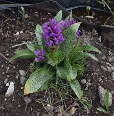 Attēlu rezultāti vaicājumam “Dactylorhiza incarnata leaf”