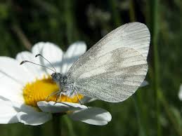 Attēlu rezultāti vaicājumam “Leptidea sinapis”