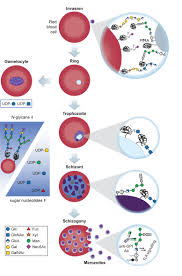 Attēlu rezultāti vaicājumam “Lycogala botrydium plasmodium”