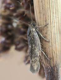 Attēlu rezultāti vaicājumam “Scythrididae”