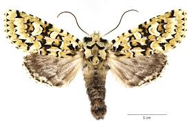 Attēlu rezultāti vaicājumam “Griposia aprilina”