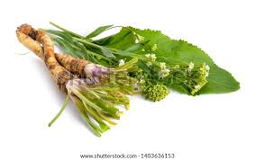 Attēlu rezultāti vaicājumam “Armoracia rusticana bud”