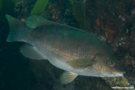 Image result for Labrus bergylta