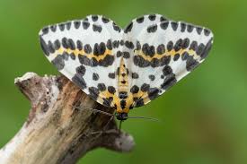 Attēlu rezultāti vaicājumam “Abraxas grossulariata imago”