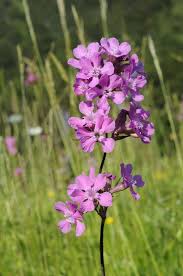 Attēlu rezultāti vaicājumam “Silene viscaria leaf”