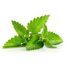 Attēlu rezultāti vaicājumam “Melissa officinalis leaf”