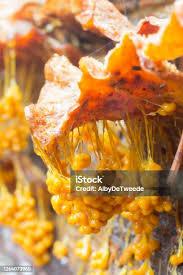 Attēlu rezultāti vaicājumam “Badhamia utricularis plasmodium”