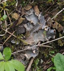 Attēlu rezultāti vaicājumam “Peltigera”