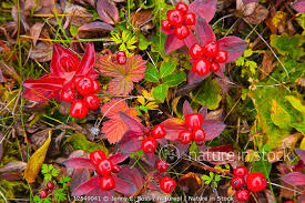 Attēlu rezultāti vaicājumam “Empetrum nigrum flower”