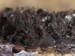 Attēlu rezultāti vaicājumam “Amaurochaete atra macro”