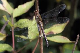 Attēlu rezultāti vaicājumam “Aeshna mixta female”