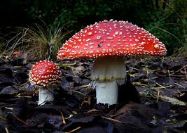 Attēlu rezultāti vaicājumam “Amanita muscaria”