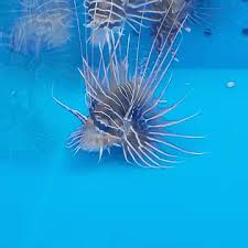 Image result for Pterois radiata