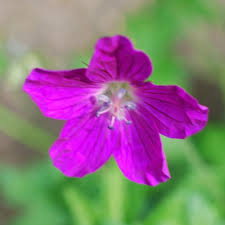 Attēlu rezultāti vaicājumam “Geranium palustre flower”