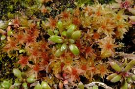 Attēlu rezultāti vaicājumam “Bryum pallens”