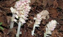 Attēlu rezultāti vaicājumam “Lathraea squamaria”