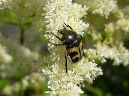 Attēlu rezultāti vaicājumam “Trichius fasciatus”