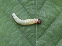 Attēlu rezultāti vaicājumam “Diurnea fagella”